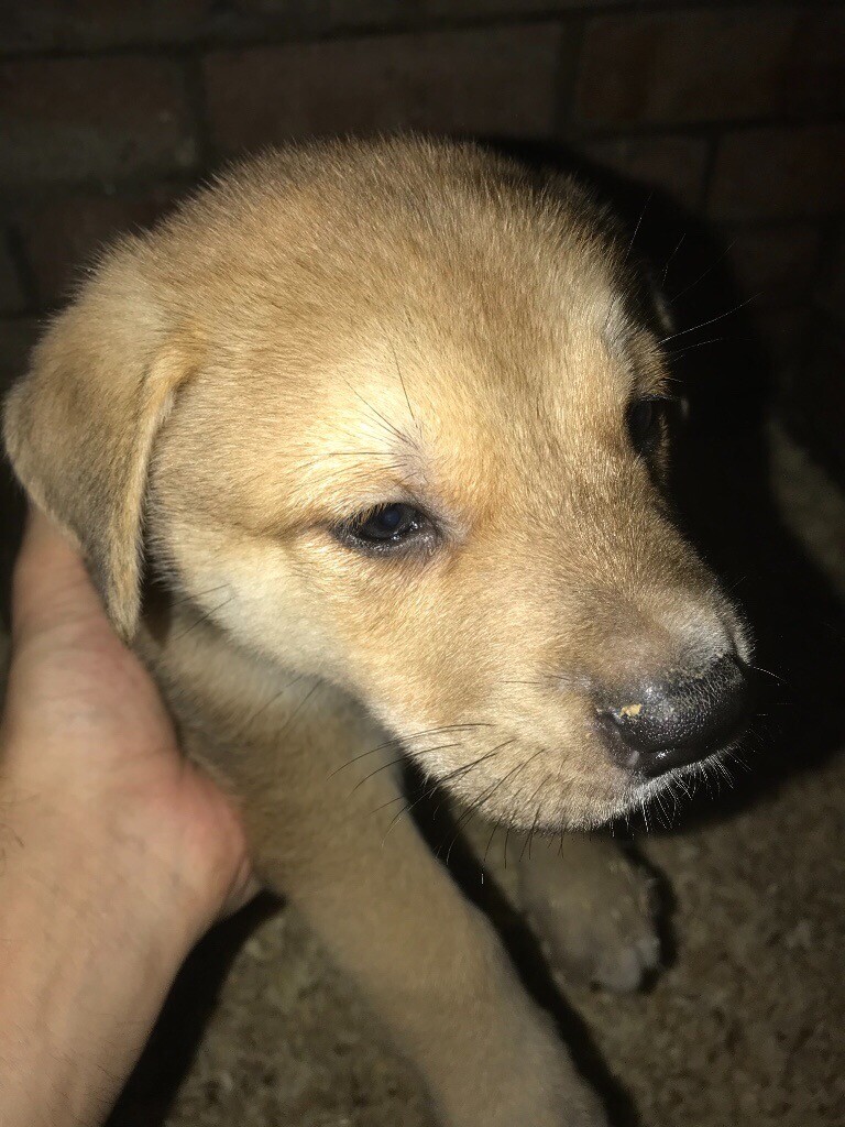 bullmastiff puppies for sale gumtree